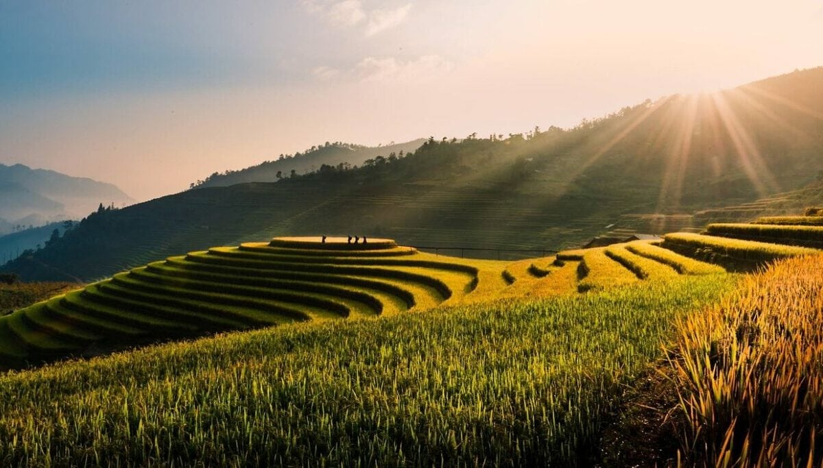vietnam, tu le, terraces